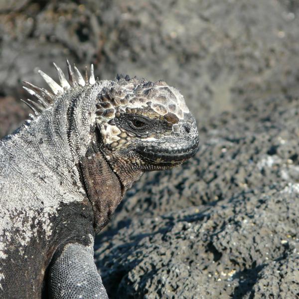 Galapagos Meerechse Ecuador Kreuzfahrten Südamerika