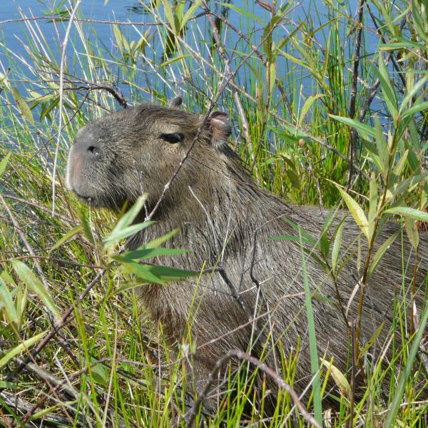 Capybara Argentinien Brasilien Südamerika Amerika Plus Reisen Pantanal Ibera