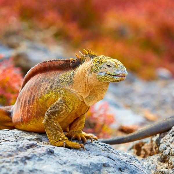 Galapagos Echse Kreuzfahrten Ecuador Südamerika